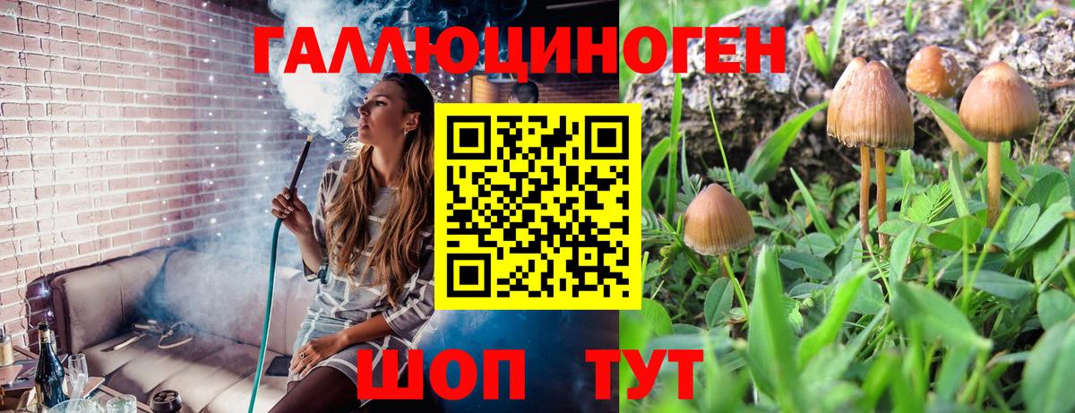 Псилоцибиновые грибы Psilocybe  Вход с VPN  Псилоцибиновые грибы ЛСД  Гагарин 